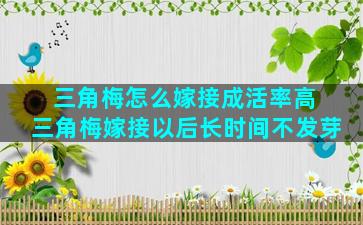 三角梅怎么嫁接成活率高 三角梅嫁接以后长时间不发芽